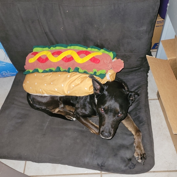 Frisco 🌭 Plush Hotdog Costume for Large Dog (Size XL, ~28"L x ~32"W) -Halloween - Picture 2 of 12